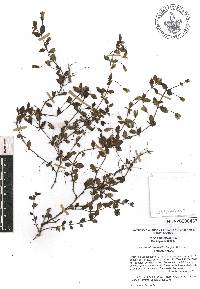 Mecardonia procumbens image