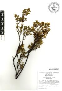Larrea tridentata image