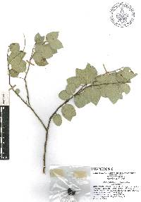 Litsea parvifolia image