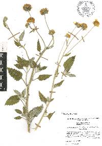 Verbesina encelioides image