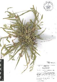 Urochloa meziana image