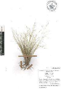 Aristida havardii image