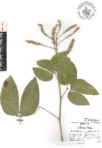 Pithecellobium lanceolatum image