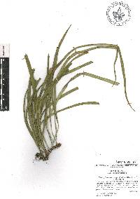 Campyloneurum angustifolium image