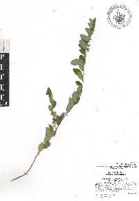 Phyllanthus galeottianus image