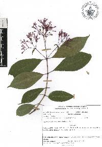 Fuchsia arborescens image