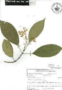 Turpinia insignis image