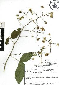 Rubus coriifolius image