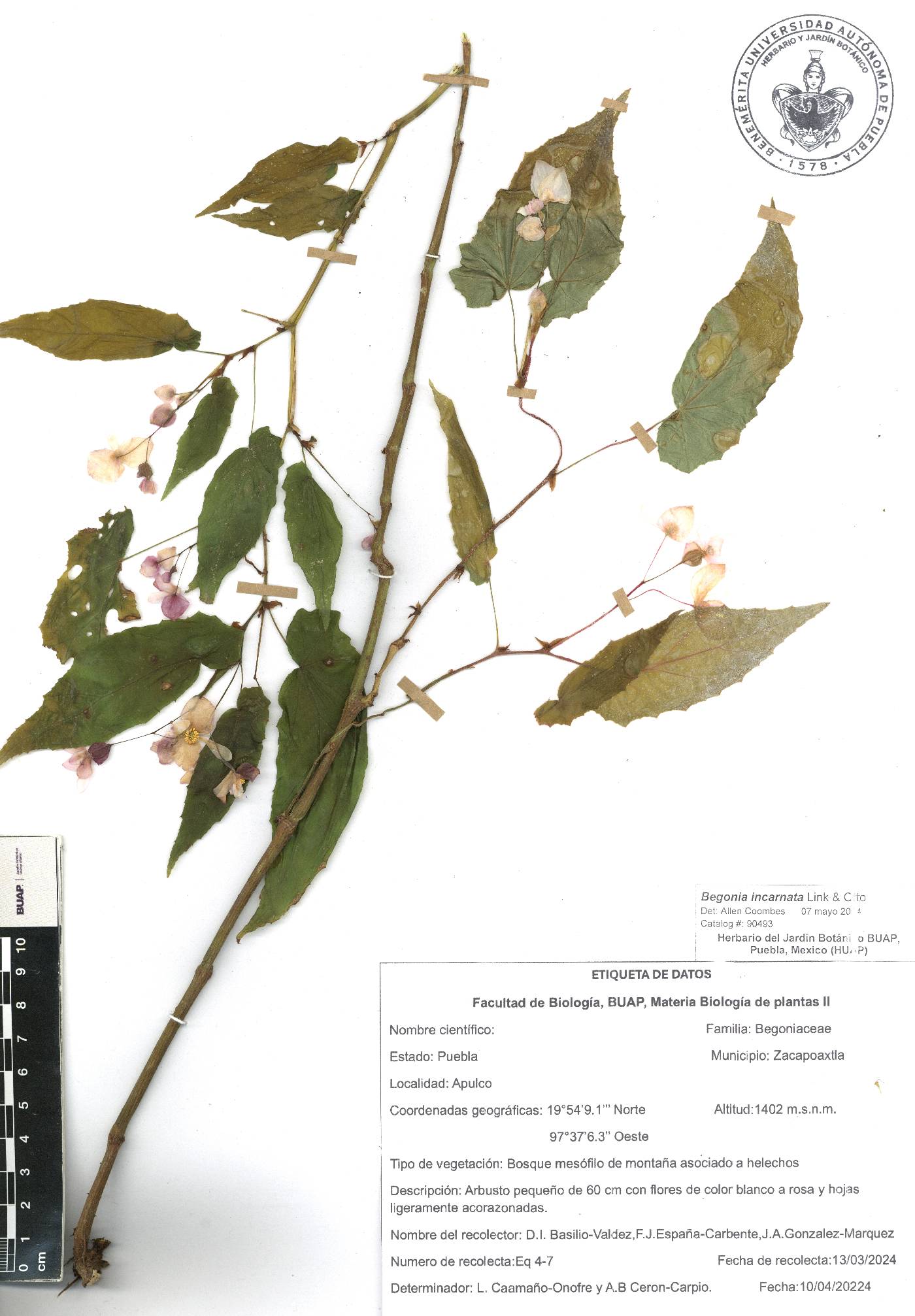 Begonia incarnata image