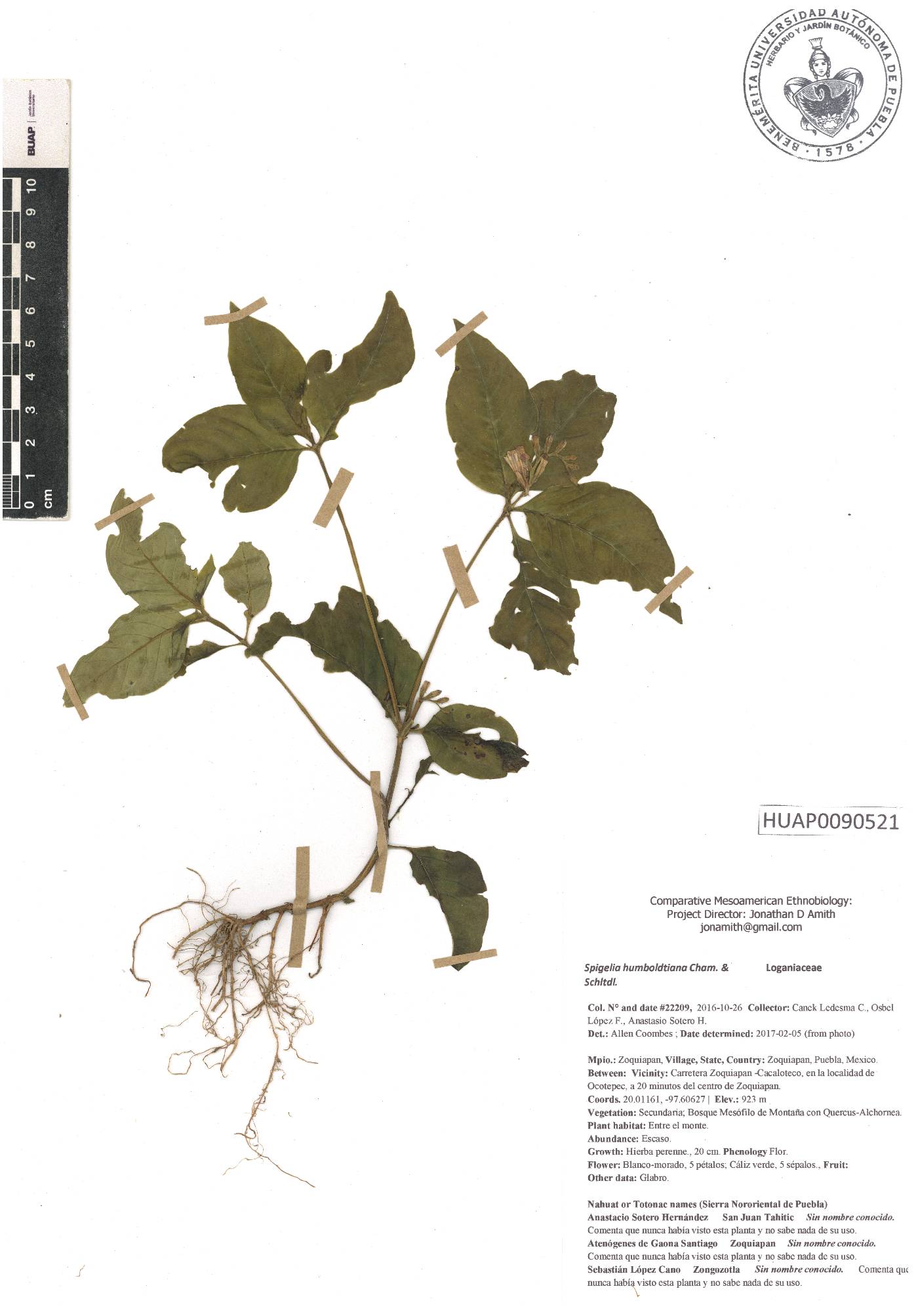Spigelia humboldtiana image