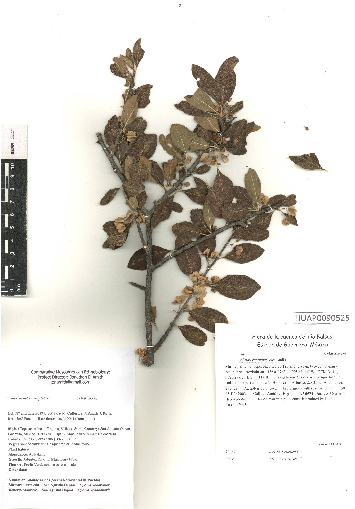 Wimmeria pubescens image