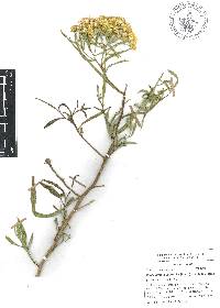 Barkleyanthus salicifolius image