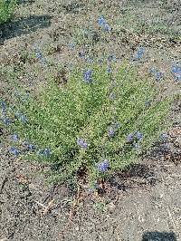 Salvia reptans image