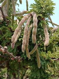 Vachellia schaffneri image