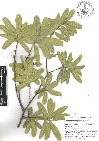 Quercus crassipes image