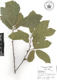 Quercus castanea image