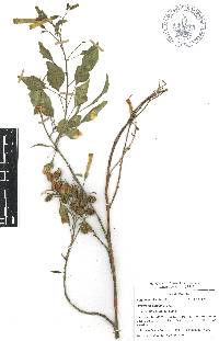 Nicotiana glauca image