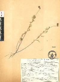 Dalea reclinata image