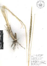 Muhlenbergia macroura image