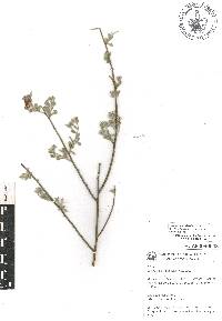 Krameria cytisoides image