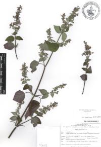 Salvia polystachia image