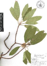 Arbutus xalapensis image