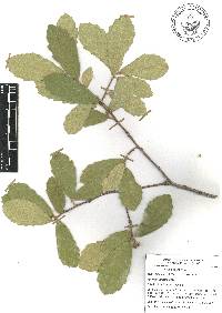 Quercus laeta image