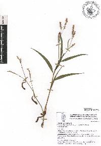 Persicaria glabra image