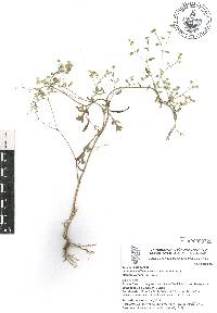 Parthenium hysterophorus image