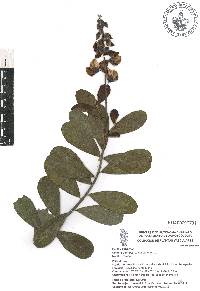 Crotalaria retusa image