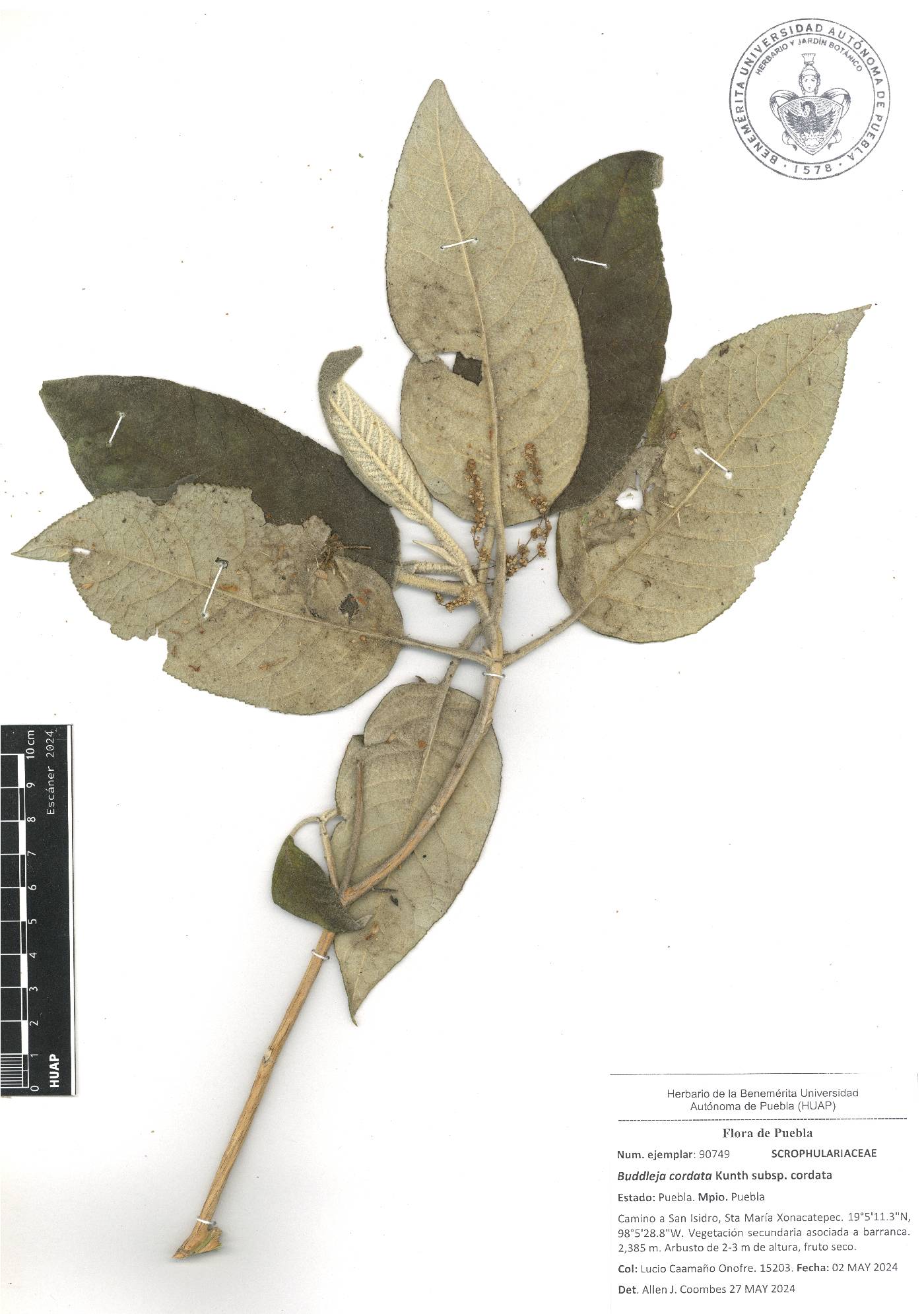 Buddleja cordata subsp. cordata image