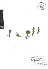 Didymoglossum membranaceum image