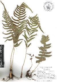 Blechnum occidentale image