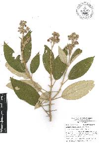 Miconia xalapensis image