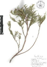 Juniperus flaccida image