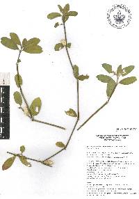 Alternanthera obovata image