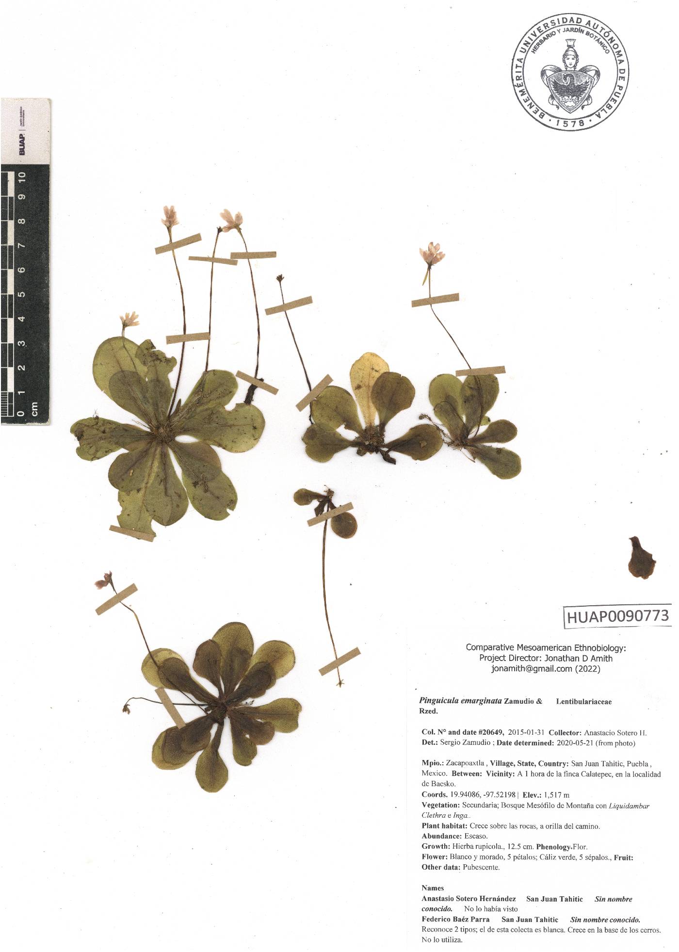 Pinguicula emarginata image