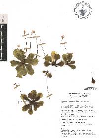 Image of Pinguicula emarginata