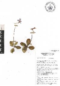 Pinguicula moranensis image