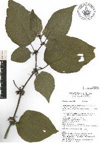 Witheringia solanacea image