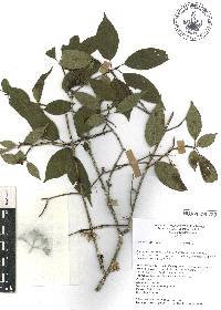 Cornus excelsa image