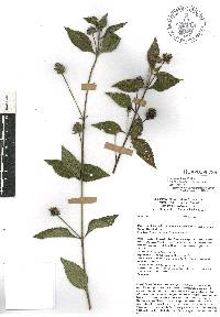 Lantana urticoides image