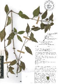 Lantana urticoides image