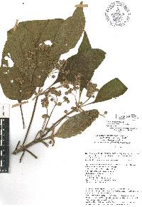 Lippia umbellata image