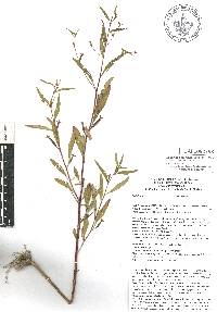 Ludwigia octovalvis image