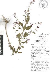 Lopezia racemosa image