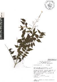 Picramnia xalapensis image