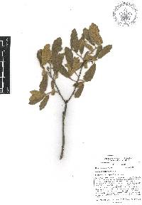 Quercus deserticola image