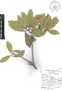 Quercus deserticola image