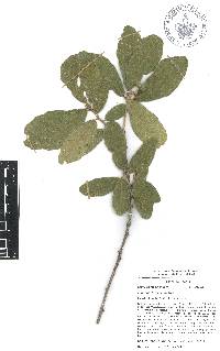 Quercus deserticola image